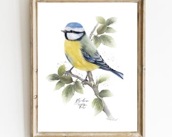 British Garden Bird Art Print: Blue Tit Illustration