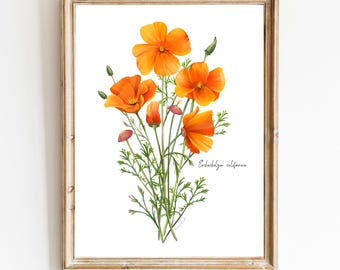 California Poppies Art Print: Orange Garden Flowers Illustration