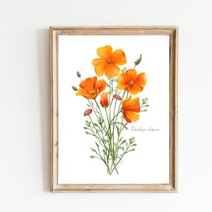 California Poppy Art Print: Modern Botanical Flower Artwork