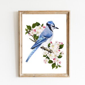 Blue Jay Bird on Apple Blossom Branch Print, MidWest Bird, Cottage Garden Floral Decor, Flower Illustration, Art Gift for Bird Watcher,