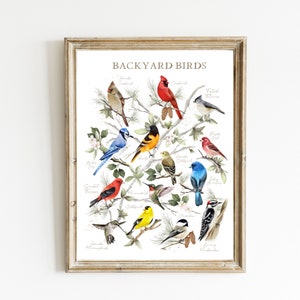 Backyard Birds Print, Bird Illustration Art, Colorful Birds Poster, Garden Birds Midwest, Birds of Illinois, USA Birds, Gift for Bird Lover,