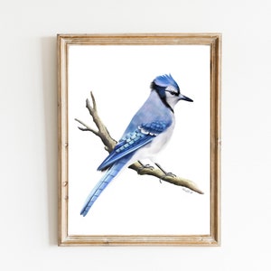 Blue Jay Bird on Branch Art Print, MidWest Bird, Wild Garden Bird Illustration, Common Backyard Birds USA, Bird Lover Gift for Him,