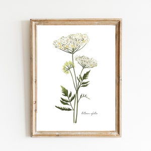 Queen Annes Lace Art Print, Queen Annes Photo, Wild Flowers Photo, Flora  Art Print, Botanical Art Print, Field Flowers Print, Large Wall Art 