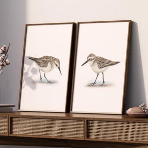 Sandpiper Bird Prints: Coastal Shorebird Art, Set of 2