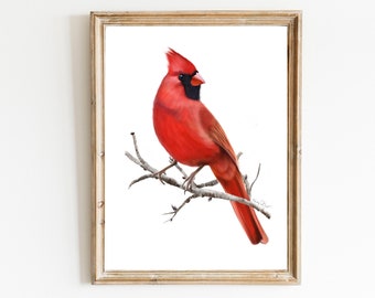 Impression d'art oiseau cardinal, cadeau d'art oiseau, impression oiseau nature, impression pour amateur d'oiseaux, décoration murale oiseau de ferme, photo oiseau sur une branche de bouleau,