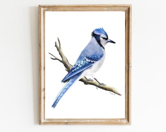 Blue Jay Bird on Branch Art Print, MidWest Bird, Wild Garden Bird Illustration, Common Backyard Birds USA, Bird Lover Gift for Him,