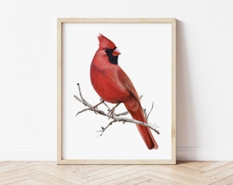 Cardinal Bird on Branch Art Print, Illinois, Indiana State Bird, Seasonal Wall Art, Male Cardinal Illustration, Cardinal Bird Gift for Him,