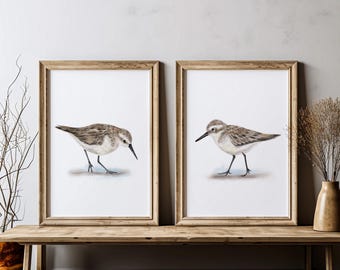 Sandpiper Bird Prints: Coastal Shorebird Art, Set of 2