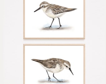 Sandpiper Bird Prints: Coastal Shorebird Art, Set of 2