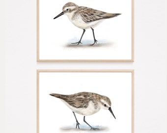 Sandpiper Bird Prints, Beach Bird Prints, Coastal Birds, Shorebird Paintings, Spotted Sandpipers, Sea Wall Decor, Set of 2 Sea Bird Art Gift