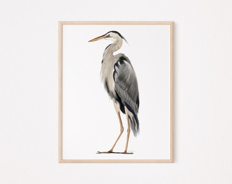 May include: A framed illustration of a grey heron standing on one leg with its head turned to the side. The heron has a long, thin beak and long, slender legs. The background is white.