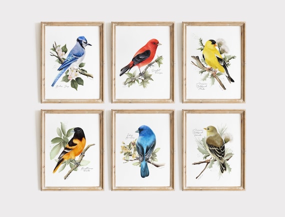 Lepton Bird 1-6巻セット Backyard Birds Art Prints: Set of 6 Midwest Garden Birds & Flowers