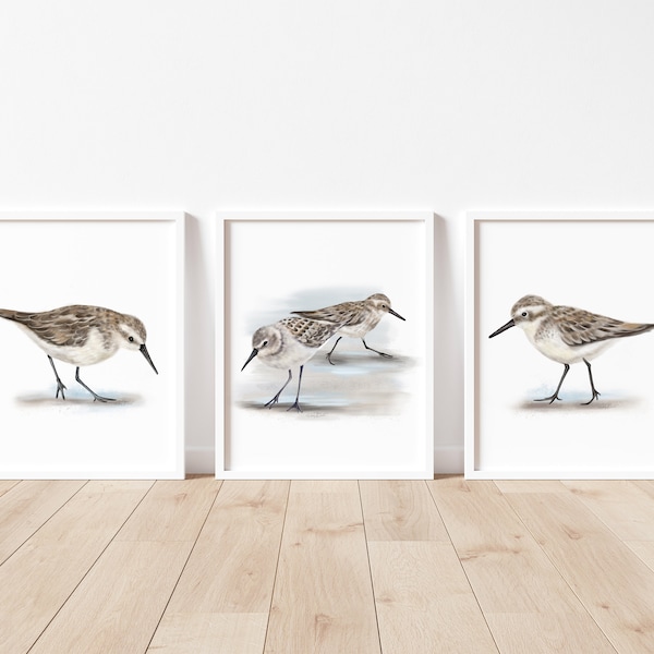 Sandpiper Bird Art, Set of 3 Shorebirds, Bird Paintings, Coastal Bird Prints, Sandpiper Paintings, Bird Wall Art, American Shorebirds Set