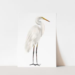 May include: A white egret with a long yellow beak and black legs stands on a white background.