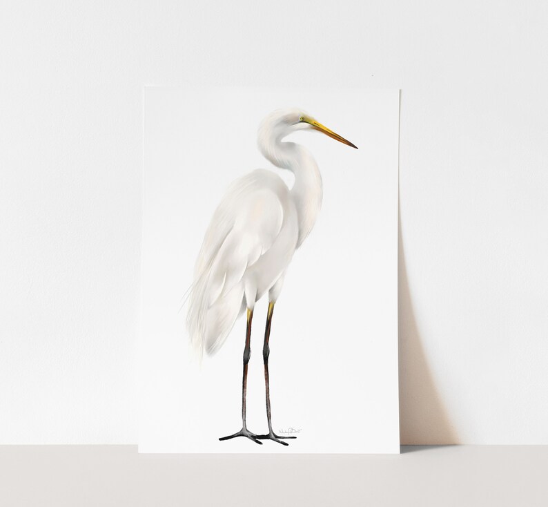 May include: A white egret with a long yellow beak and black legs stands on a white background.