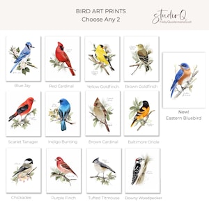 May include: A collection of bird art prints featuring watercolor illustrations of various North American birds, including a Blue Jay, Red Cardinal, and Yellow Goldfinch. The prints are displayed on a white background.