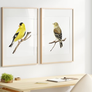 American Goldfinch Art Prints: Backyard Bird Wall Decor Set