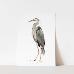 May include: A gray heron with a long neck and long legs stands on a white background. The heron has a long, pointed beak and a long, slender body. The heron's feathers are a mix of gray, white, and black.