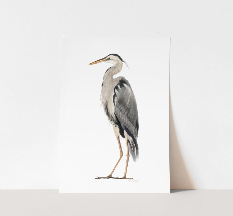 May include: A gray heron with a long neck and long legs stands on a white background. The heron has a long, pointed beak and a long, slender body. The heron's feathers are a mix of gray, white, and black.