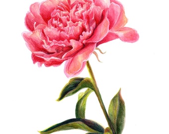 Pink Peony - Original Watercolor Painting - Impressionist  - Nature Impressionism - Botanical - Floral Art