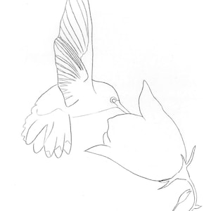 Hummingbird - Template Transfer for Watercolor YouTube Tutorial Video - Download and Print Instantly