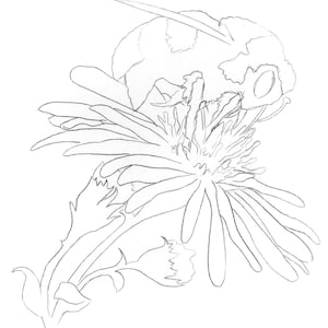 Bumble Bee on a Flower - Template Transfer for Watercolor YouTube Tutorial Video - Download and Print Instantly