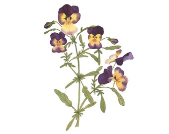 Pansy Flowers Watercolor Original Painting / Fine Art Garden Illustration / Purple Yellow Viola / Contemporary Realistic 8x10 Spring Autumn