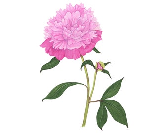 Pink Peonies Print, Botanical Watercolor Fine Art Sizes 4x6, 5x7, 8x10
