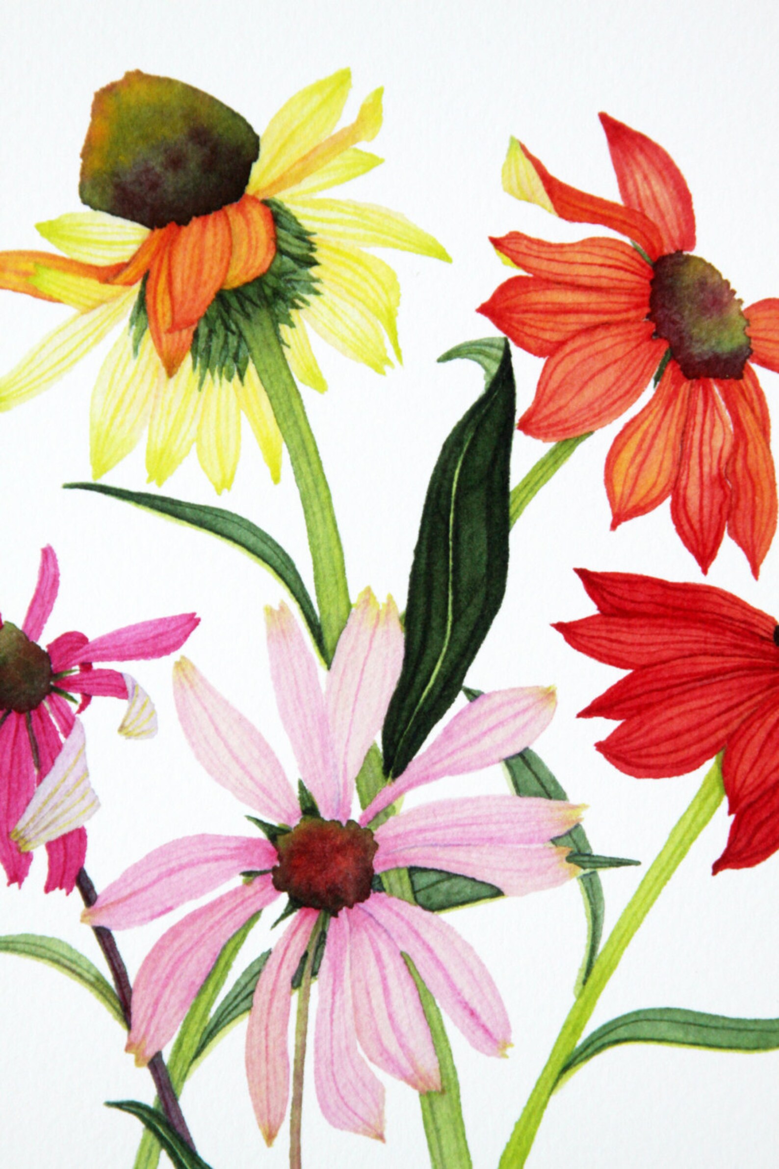 Watercolor Coneflowers Botanical Fine Art Print Three Sizes - Etsy