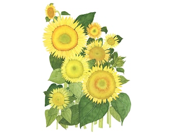 Botanical Print Yellow Sunflowers Watercolor Fine Art Print Sizes 4x6, 5x7, 8x10