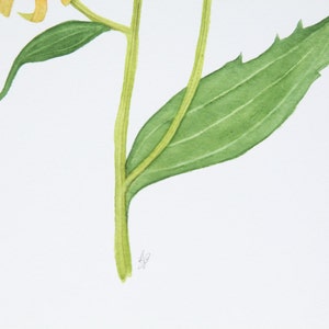 Black Eyed Susan Watercolor Flowers Botanical Print 4x6 5x7 | Etsy