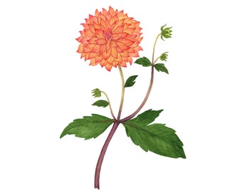 Orange Dahlia Watercolor Botanical Fine Art Print Sizes 4x6, 5x7, 8x10