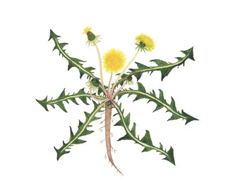 Dandelions Fine Art Print, Watercolor Botanical Illustration, 4x6 5x7 8x10 Print on Archival Paper