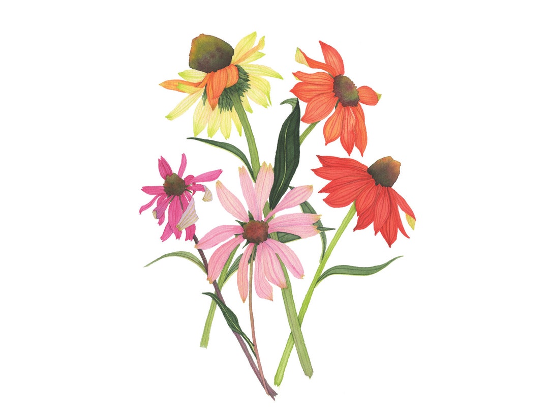 Watercolor Coneflowers Botanical Fine Art Print Three Sizes 4x6 5x7 ...