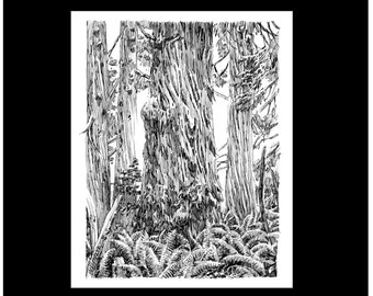 Redwood Forest Tuschezeichnung Kunstdruck, Humbolt County