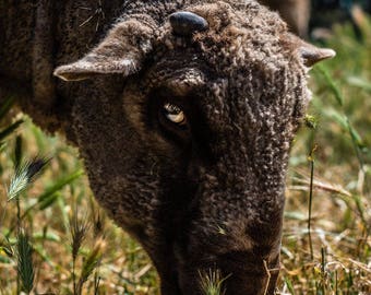 Gwen Sheep, Farm Animal Rescue Portrait Photography