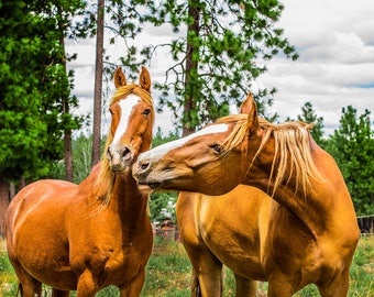 Dancer & Tucker Horses, Farm Animal Rescue Horse Portrait Photography, Equine Photography, Horse Photography, Horse Wall Art