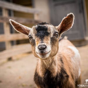 Avery Baby Goat, Farm Animal Rescue Portrait Photography, Country Farm Life Animal Photo, Sanctuary Portrait Art, Rescue Goat Nursery Art