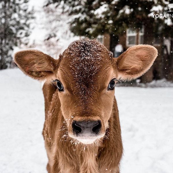 Moxie Calf Portrait; Farm Animal Art Print; Farm Baby Art Print Canvas; Country Cow Photo Wrapped Canvas Art Farm Animal Rescue Photograph