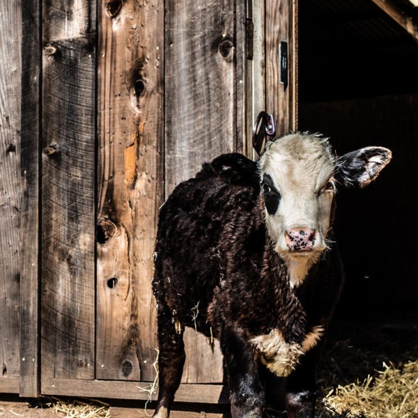 Panda Bob Steer Calf, Farm Animal Rescue Cattle Portrait Photography; Canvas Wall Art; Country Decor; Woodprint Photo Art; Nursery Art