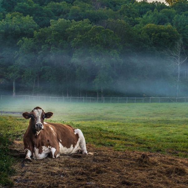 Sadie Cow, Farm Animal Rescue Cattle Portrait Photography