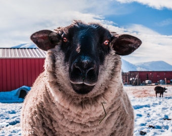 Costailo Sheep, Farm Animal Rescue Portrait Photography