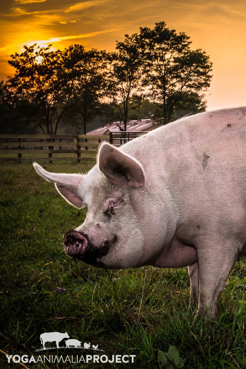 Olive Pig Farm Animal Rescue Portrait Photography Sunset Etsy Australia