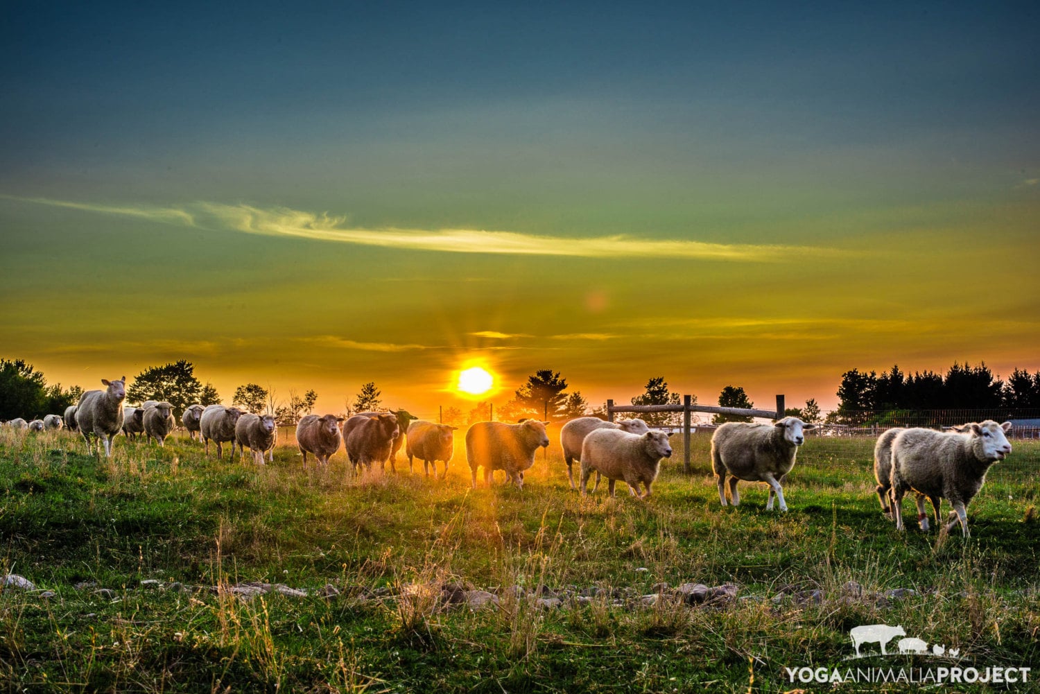 Sunset Sheep Flock, Farm Animal Rescue Portrait Photography Etsy