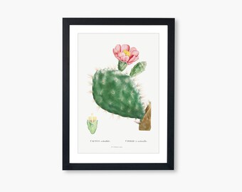 Digital Vintage Wall Art - "Cactus Cochenillifer" / 7x10, 13x18, 17x23, 20x28