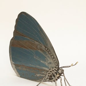 May include: A blue metal butterfly sculpture with gears and metal legs. The butterfly is made of recycled metal and has a rustic, aged look.