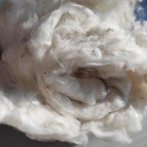 Può includere: Primo piano di una massa di fibre di cotone grezze e non lavorate. Il cotone è di un bianco brillante, con una consistenza soffice, simile a una nuvola. Le fibre sono strettamente compattate, creando un aspetto denso e strutturato. Questa immagine mostra la consistenza naturale del cotone.