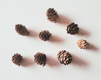 Natural Miniature Birch Cones