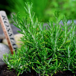 1 Live Creeping Rosemary Plug | Rosmarinus officinalis &#39;Prostratus&#39; Trailing Culinary Herb for Ground Cover Rosemary Creeping Rosemary Trail