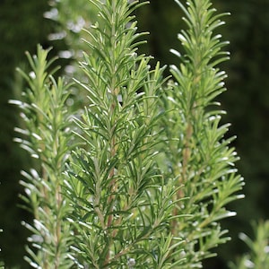 1 Live Barbecue Rosemary Plug | Fragrant Culinary Herb Plant | Hardy Evergreen Rosemary Plant